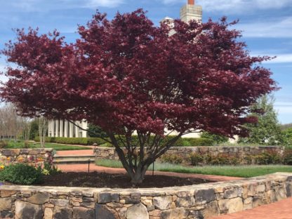 Mature small tree with burgundy colored leaves in garden circled by stone wall