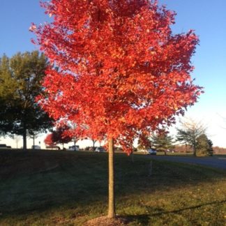 Large shade tree with bright red leaves in lawn