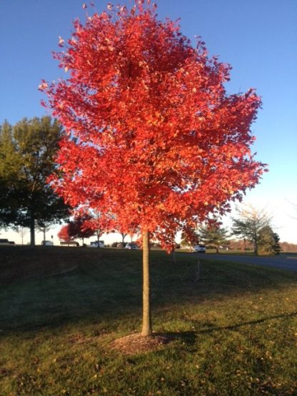 Large shade tree with bright red leaves in lawn