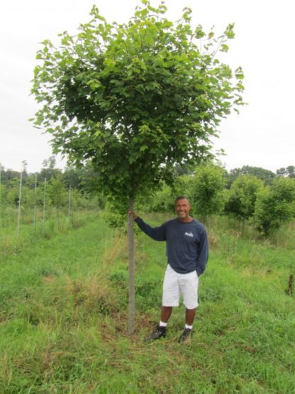 Immature shade tree in nursery field with man in blue shirt and white shorts holding the trunk