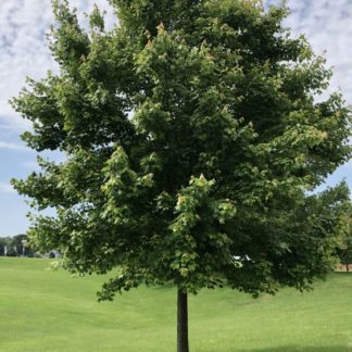 Large, mature shade tree in lawn with blue sky and white clouds
