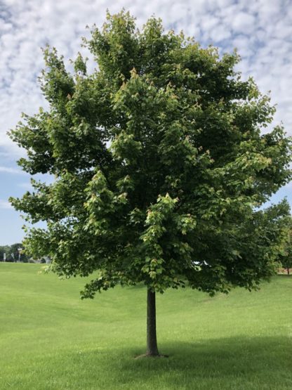 Large, mature shade tree in lawn with blue sky and white clouds