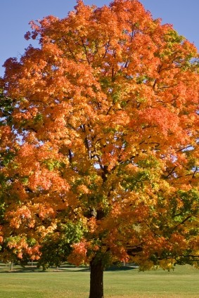 Mature shade tree with yellow and orange leaves in lawn