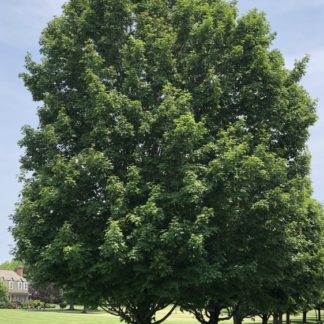 maple sugar tree in summer