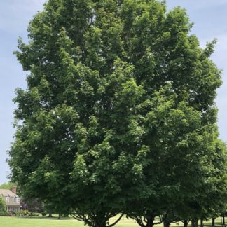 Row of large, mature shade trees with green leaves in lawn