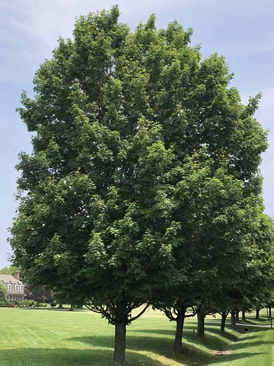 maple trees in summer