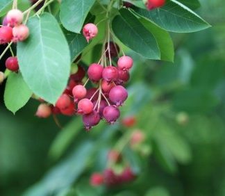 Clusters of berries in shades of pink and blue hanging from branch with green berries