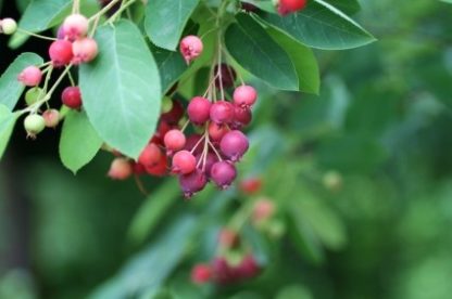 Clusters of berries in shades of pink and blue hanging from branch with green berries
