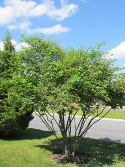Mature flowering tree with multiple trunks planted in lawn