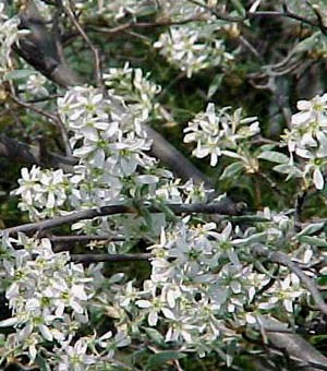 Close-up of tiny, white, star-shaped flowers in branches