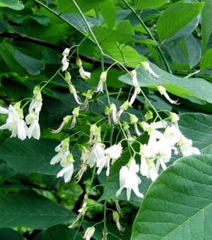 Close up of white, bell shaped flower cluster surrounded by dark green leaves
