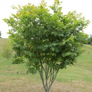 Tree with green leaves planted in a brown mulch circle in a field