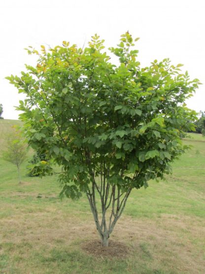 Tree with green leaves planted in a brown mulch circle in a field