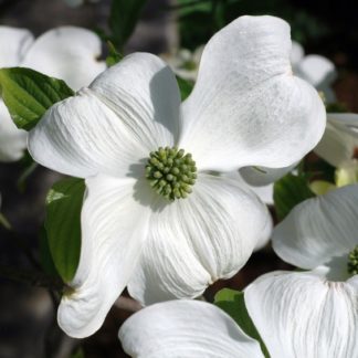 Bright-white flower with four petals and green centers