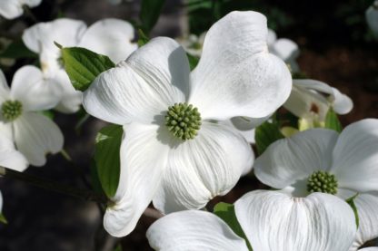 Bright-white flower with four petals and green centers