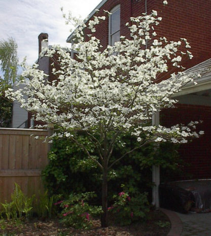 Mature flowering tree with white flowers in garden
