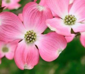 Pink flowers with four petals and white centers and tips