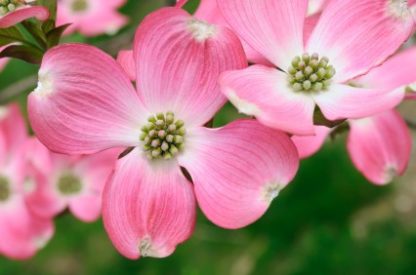 Pink flowers with four petals and white centers and tips