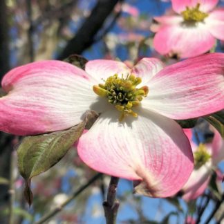 Close-up of pink flower with white middles and yellow centers in tree