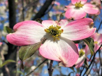 Close-up of pink flower with white middles and yellow centers in tree