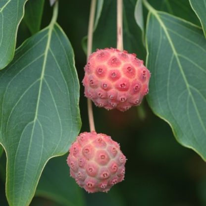Close-up of two berries that look like raspberries and hanging down with green leaves