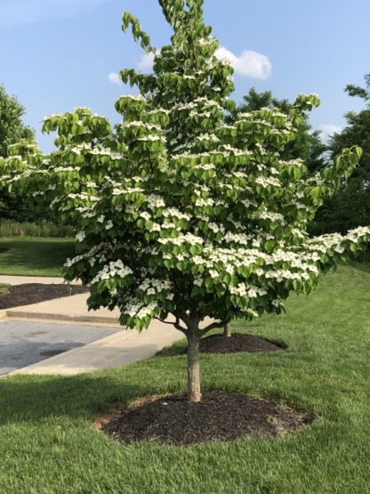 Flowering tree with green leaves and white flowers in lawn by sidewalk