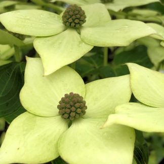 Close-up of creamy-white flowers with four petals and greenish centers