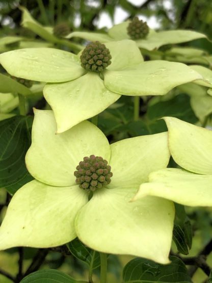 Close-up of creamy-white flowers with four petals and greenish centers