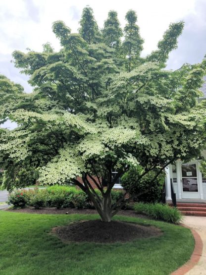 Mature flowering tree with masses of white flowers covering the branches in lawn by building