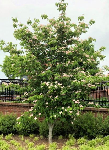 Mature flowering tree with green leaves and pink flowers in garden by brick wall and iron fence