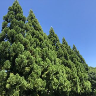 Row of mature, very tall, pyramidal, evergreen trees and blue sky