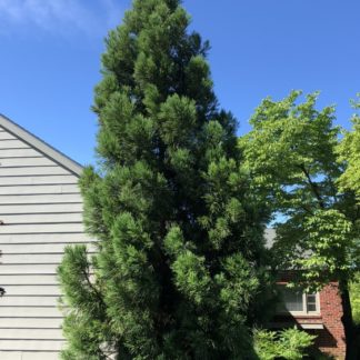 Mature, tall, pyramidal, evergreen trees next to house and blue sky