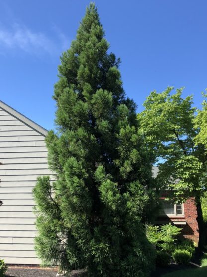 Mature, tall, pyramidal, evergreen trees next to house and blue sky