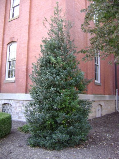 Dense, pyramidal, evergreen tree with shiny leaves planted in garden next to brick building