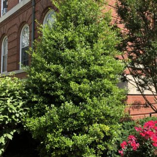 Dense, pyramidal, evergreen tree with shiny leaves planted in garden next to brick building