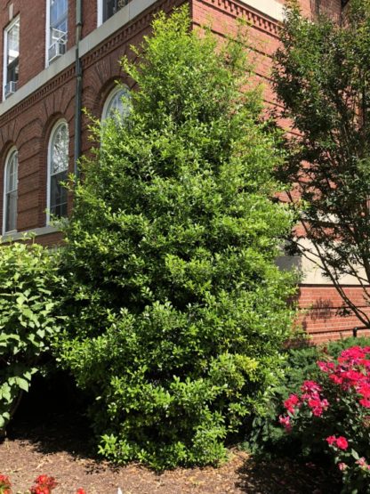 Dense, pyramidal, evergreen tree with shiny leaves planted in garden next to brick building