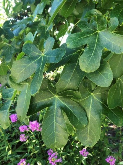 Close-up of large green leaves