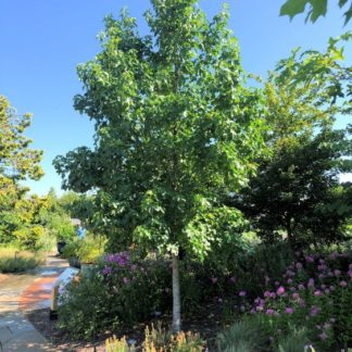 Mature, large shade tree with green leaves in garden