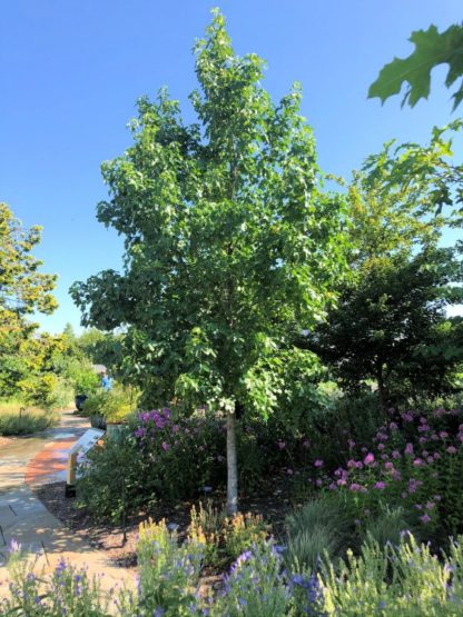 Mature, large shade tree with green leaves in garden