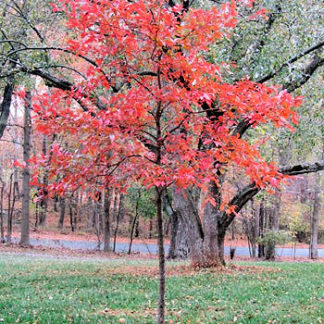 Small pyramidal shade tree with red foliage planted in lawn