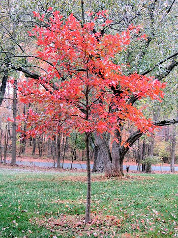 Small pyramidal shade tree with red foliage planted in lawn