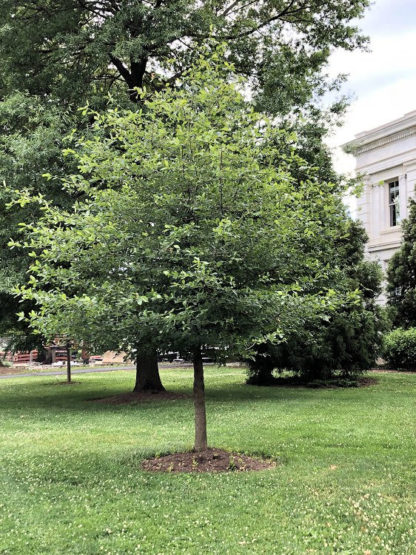 Small pyramidal shade tree planted in lawn