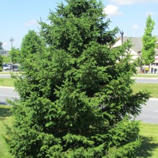 Large, pyramidal, evergreen tree in lawn