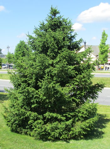 Large, pyramidal, evergreen tree in lawn