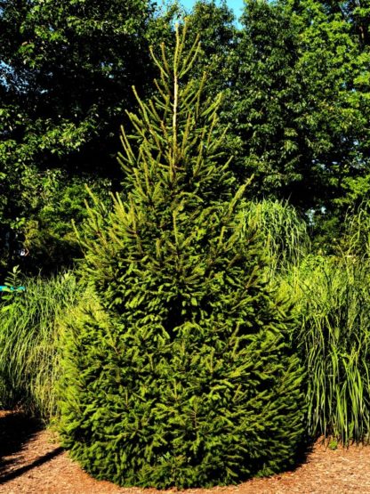 Large, pyramidal, evergreen tree in garden