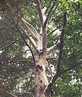 View of large tree canopy with green leaves from below