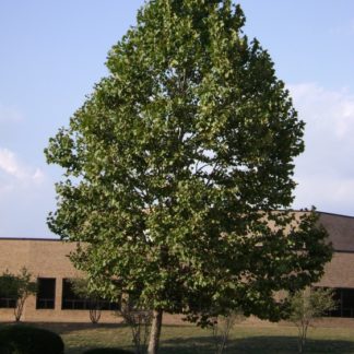 Large, mature shade tree in lawn in front of building