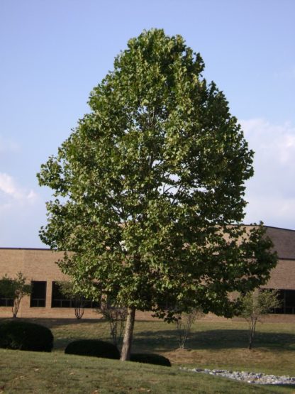 Large, mature shade tree in lawn in front of building