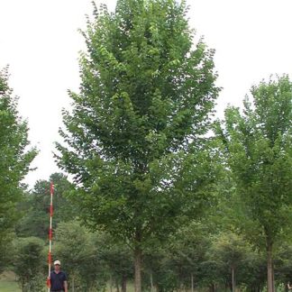 Mature shade tree with oval shape in nursery field with man holding a very tall measuring stick