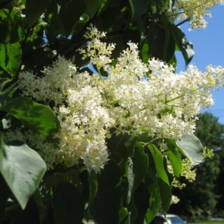 Fluffy, white, cone-shaped flower on tree branch with green leaves